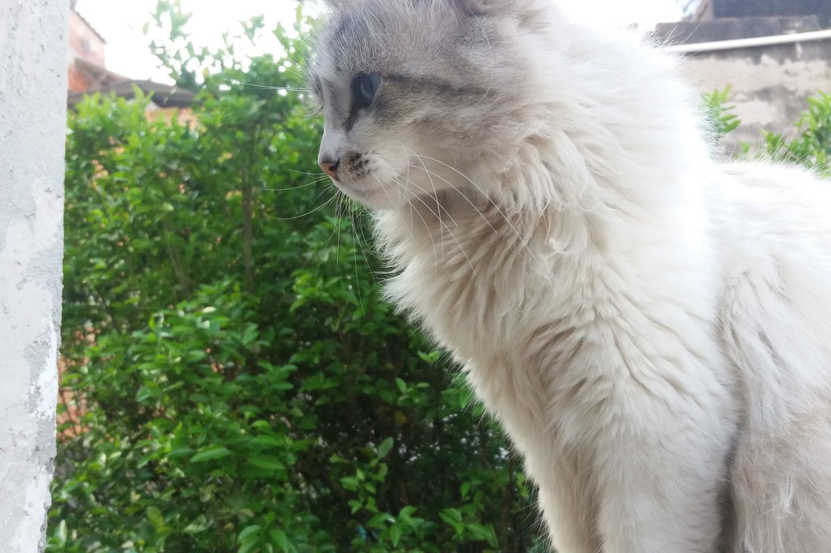 Princat1 tweet picture