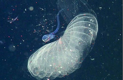 New study reveals pelagic filter-feeders are spreading microplastics across oceans. buff.ly/2f0ZnUT #SayNoToPlastic #NoBlueNoGreen