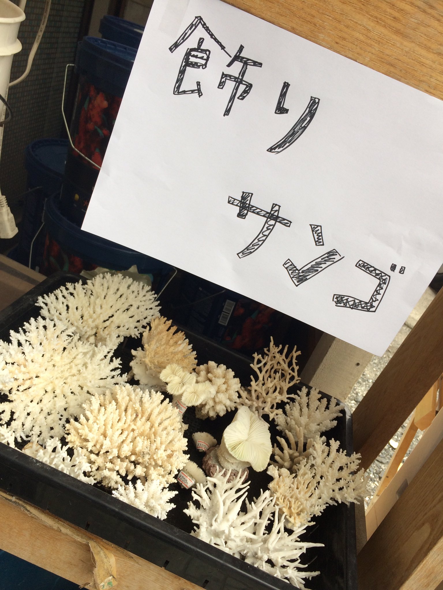 生麦海水魚センター 水槽のレイアウトにワンポイントで飾りサンゴなどいかがでしょうか 生麦海水魚センターでは綺麗な飾りサンゴ も販売しております 水槽がなんかさみしい って時にポンっと乗せるだけで素敵になるかも 週末は是非生麦海水魚センターへ