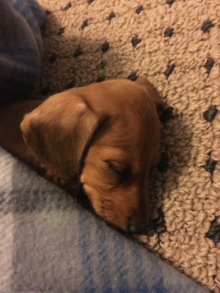 SanchezJamie's tweet image. Newest addition to the family, Maggie Mae❤️