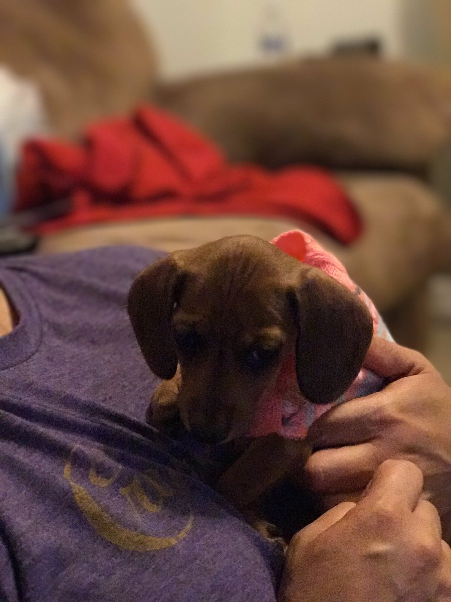 SanchezJamie's tweet image. Newest addition to the family, Maggie Mae❤️