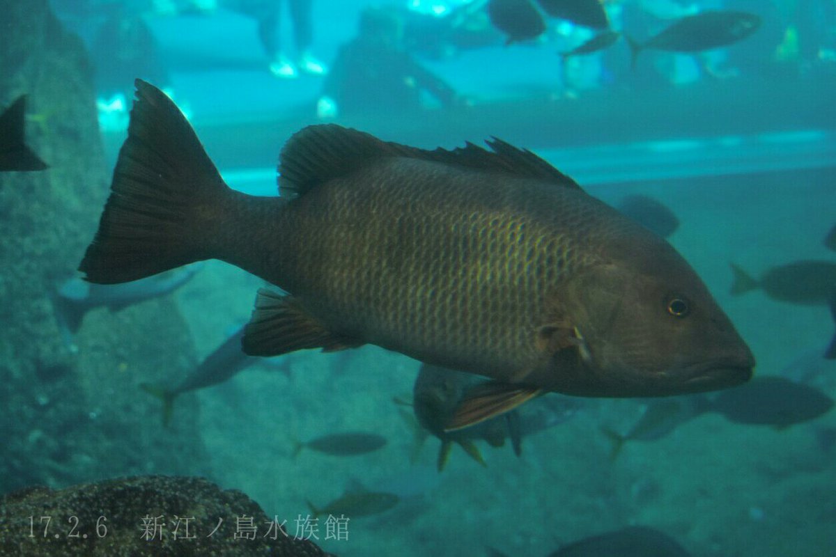 魚 シガテラ 海水