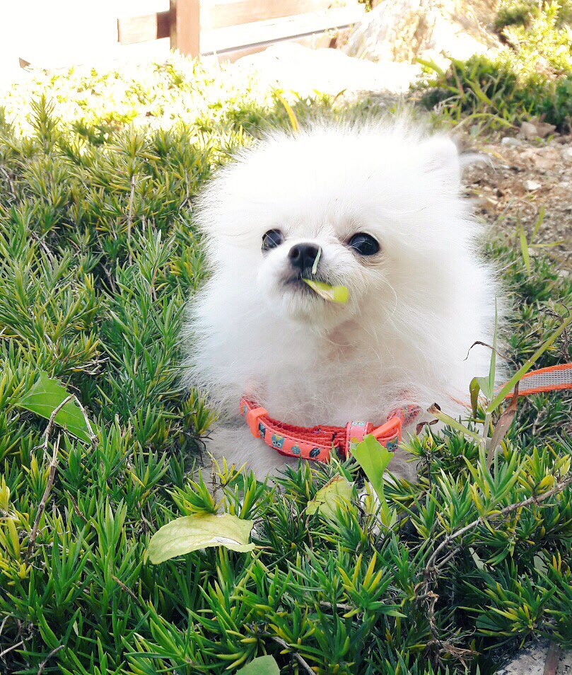 cloud170503's tweet photo. 풀조아!🌿 https://t.co/VkrXuqpPxZ