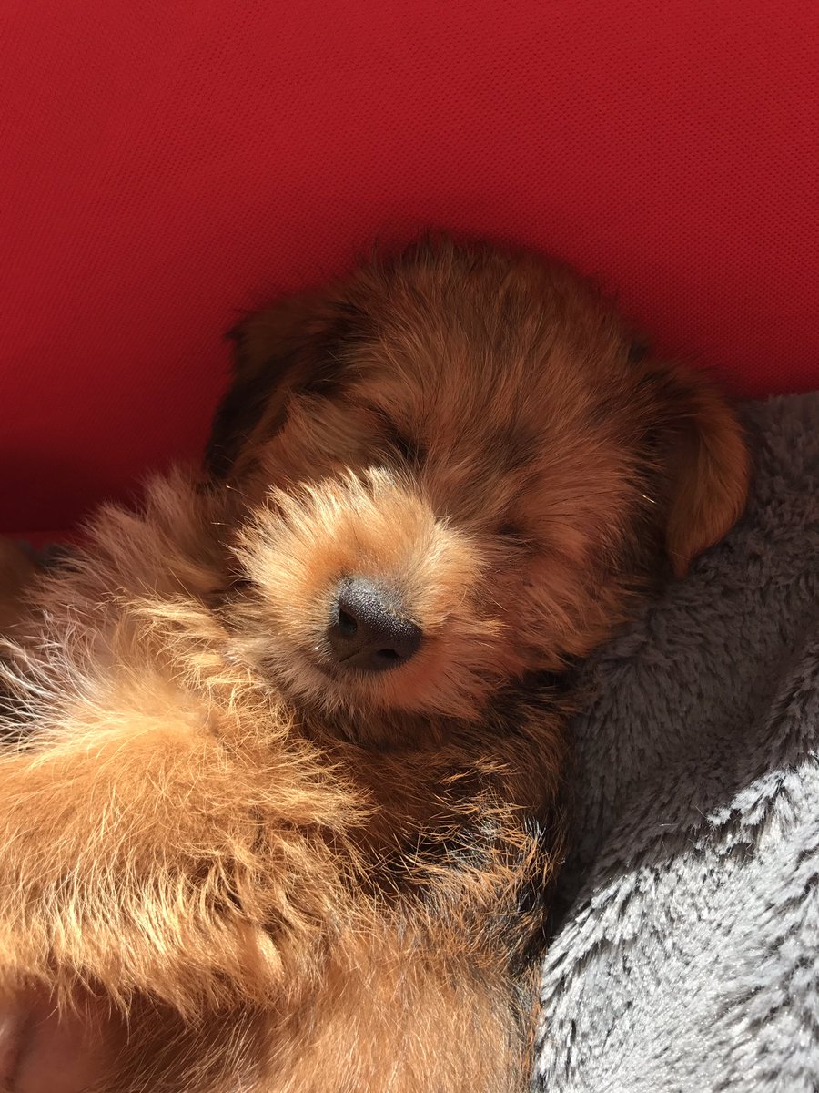 krjmurphy's tweet photo. #hashtagdog https://t.co/rWaL2rkLEk