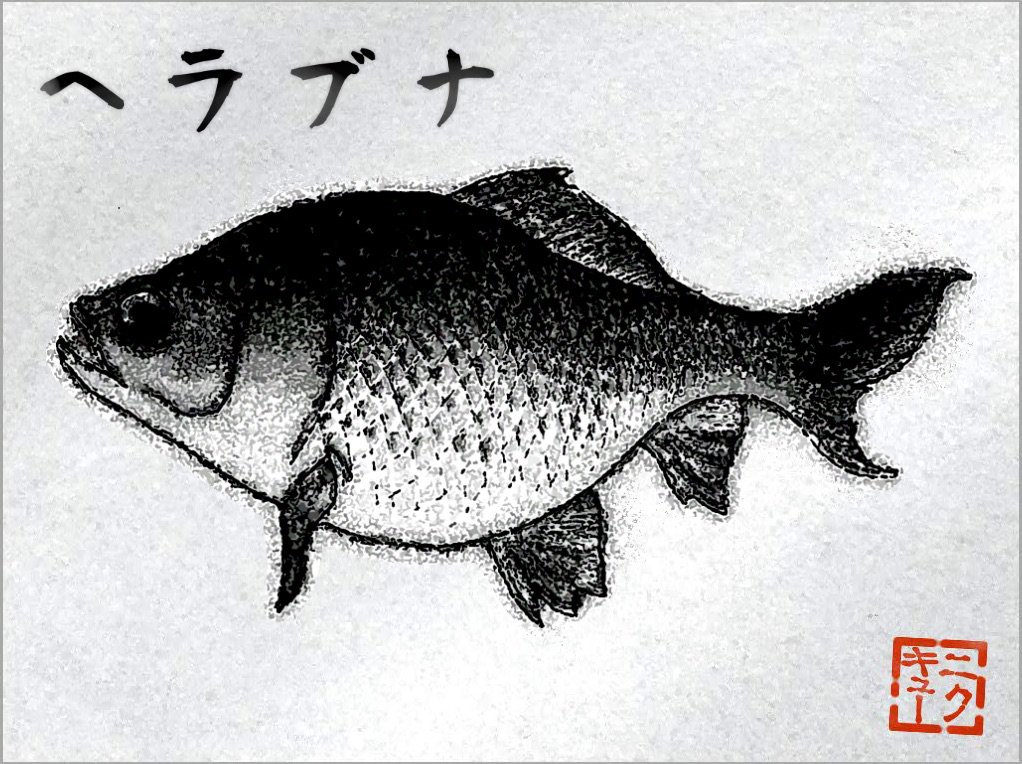 chamon_osuke's tweet photo. 【ヘラブナ釣り】Crucian 48.3cm(★4)を釣った。
アプリインストール済なら24時間以内にリンクからアクセスすると同じ魚を釣るチャンス！
https://t.co/k5G598qAmh
 #ヘラブナ釣り https://t.co/RNlQCgKqPh