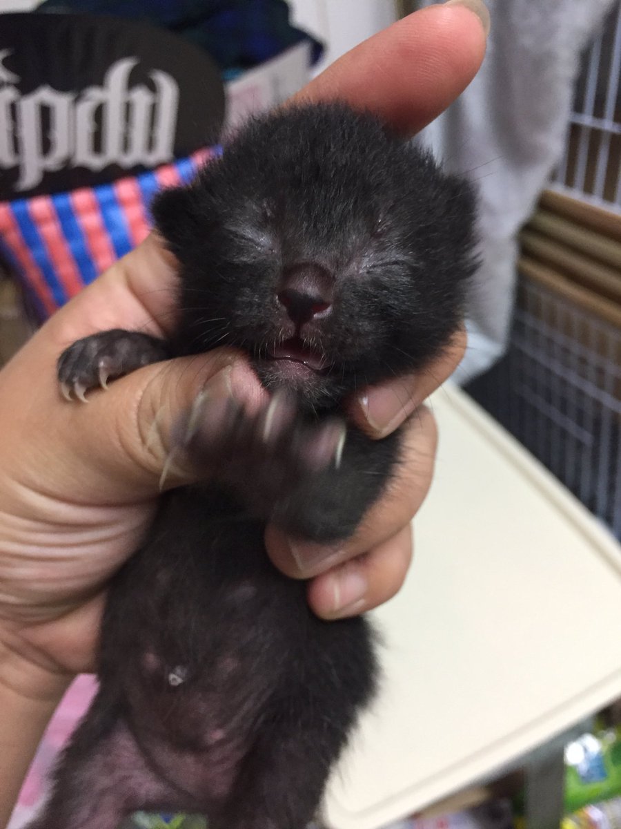 okenekokissa's tweet photo. お願いですから、保護する気がないなら野良の子猫を安易に触らないでください。母猫が人間の匂いに警戒して迎えに来なくなります。こんな子が1人っきりで大きくなんてなれません。３時間起きの授乳、排泄促すをしないと生きていけないんです。1度関わるなら最後まで覚悟してください。 https://t.co/LF4WY5GxnY