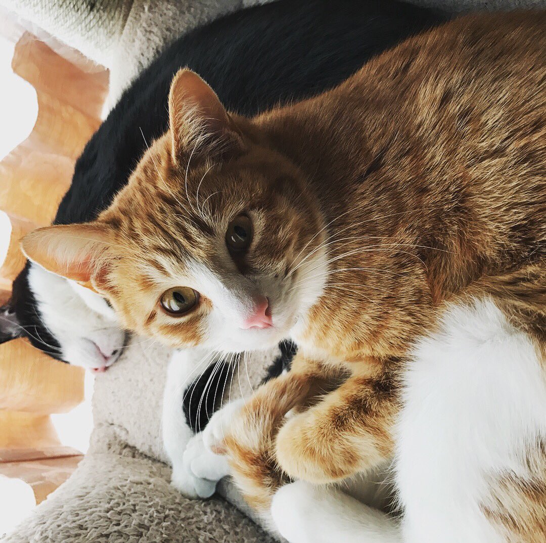 流し目猫