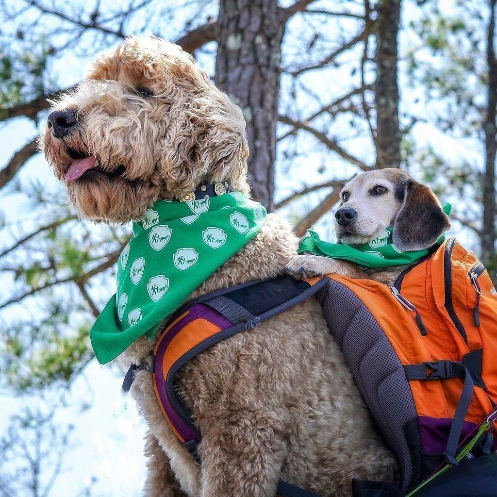 Always help the smallest ones! 😊 @indythegoldendoodle #dogs #cute #chiens #hünde #perros #cachorros
