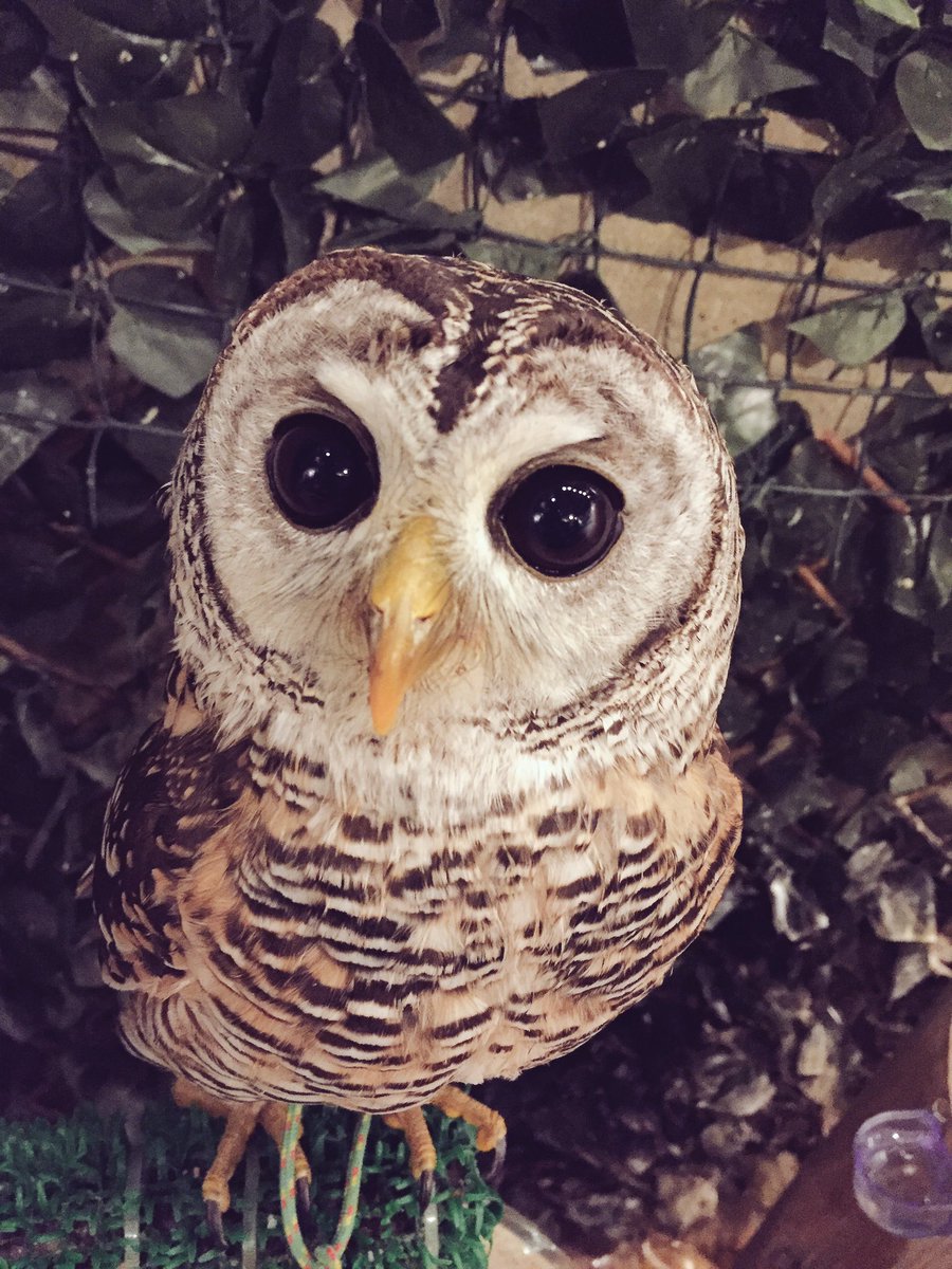 大きな瞳のマーブル
見つめられるとドキドキします💓

本日もご来店ありがとうございました！
明日も12時からオープンです(*´꒳`*)

#東京 #上野 #フクロウ #フクロウカフェ #アメ横 #御徒町 #owl #owlnestcafe #instagramjapan