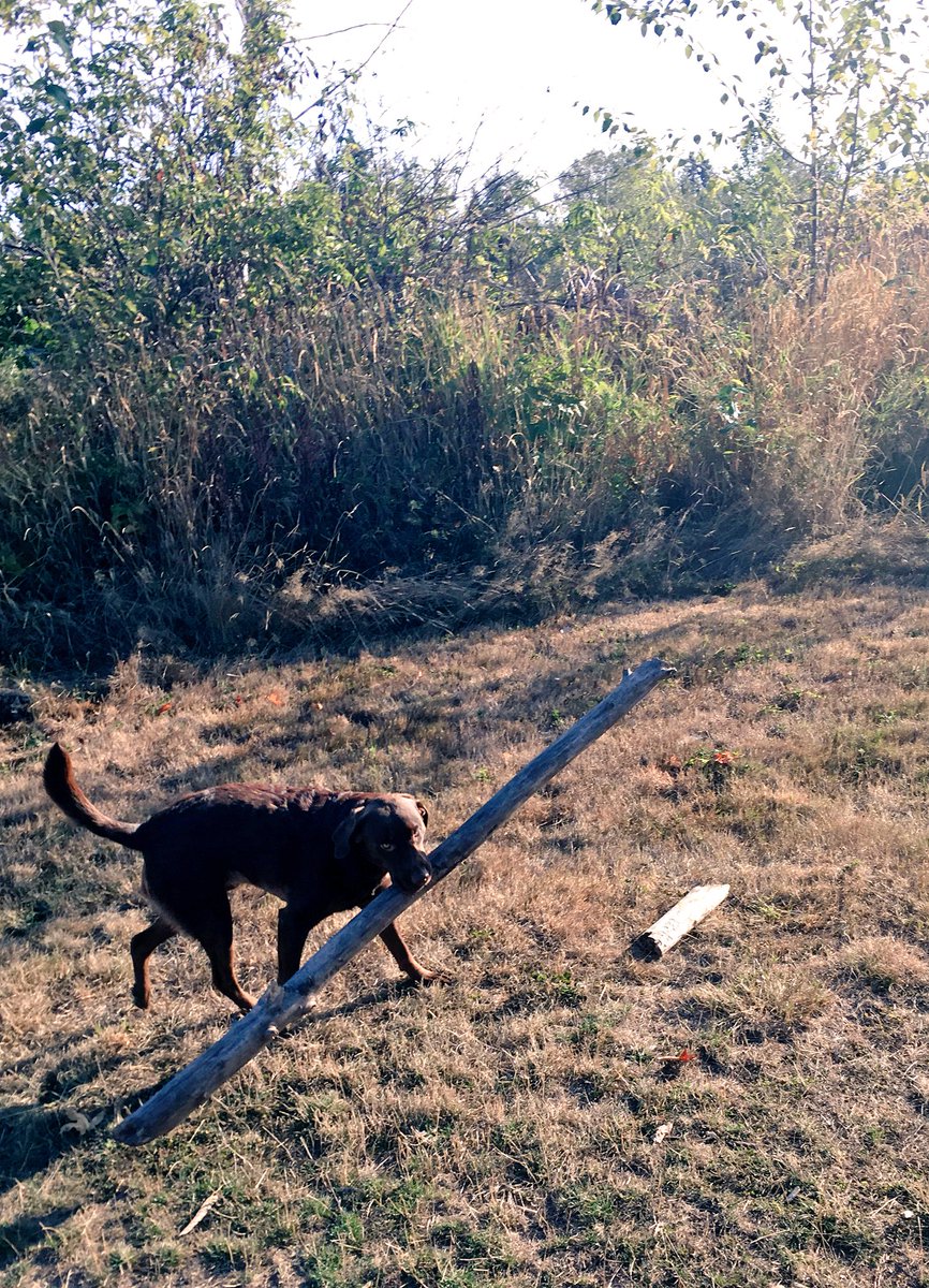 CLH_57's tweet photo. Ok this whole #getthestick is getting out of hand #itsalog #weecabertoss #labradors #chocolatelab https://t.co/ByXL2rMR7r