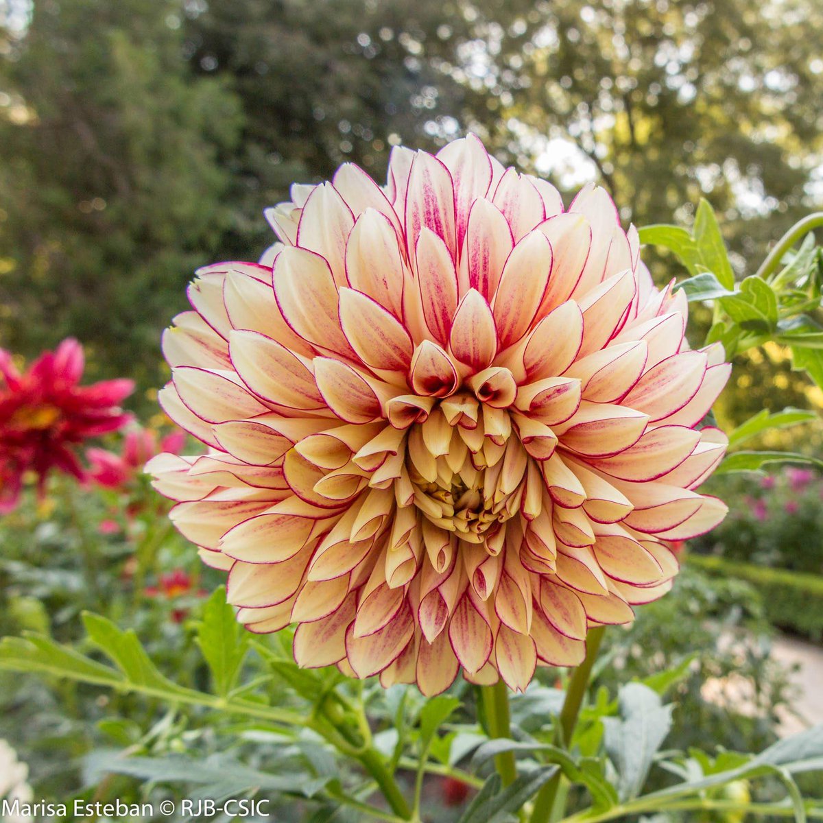 RJBOTANICO's tweet photo. Una dalia que invita a bailar, Dahlia 'Polka'. https://t.co/LIcqWTvgvz