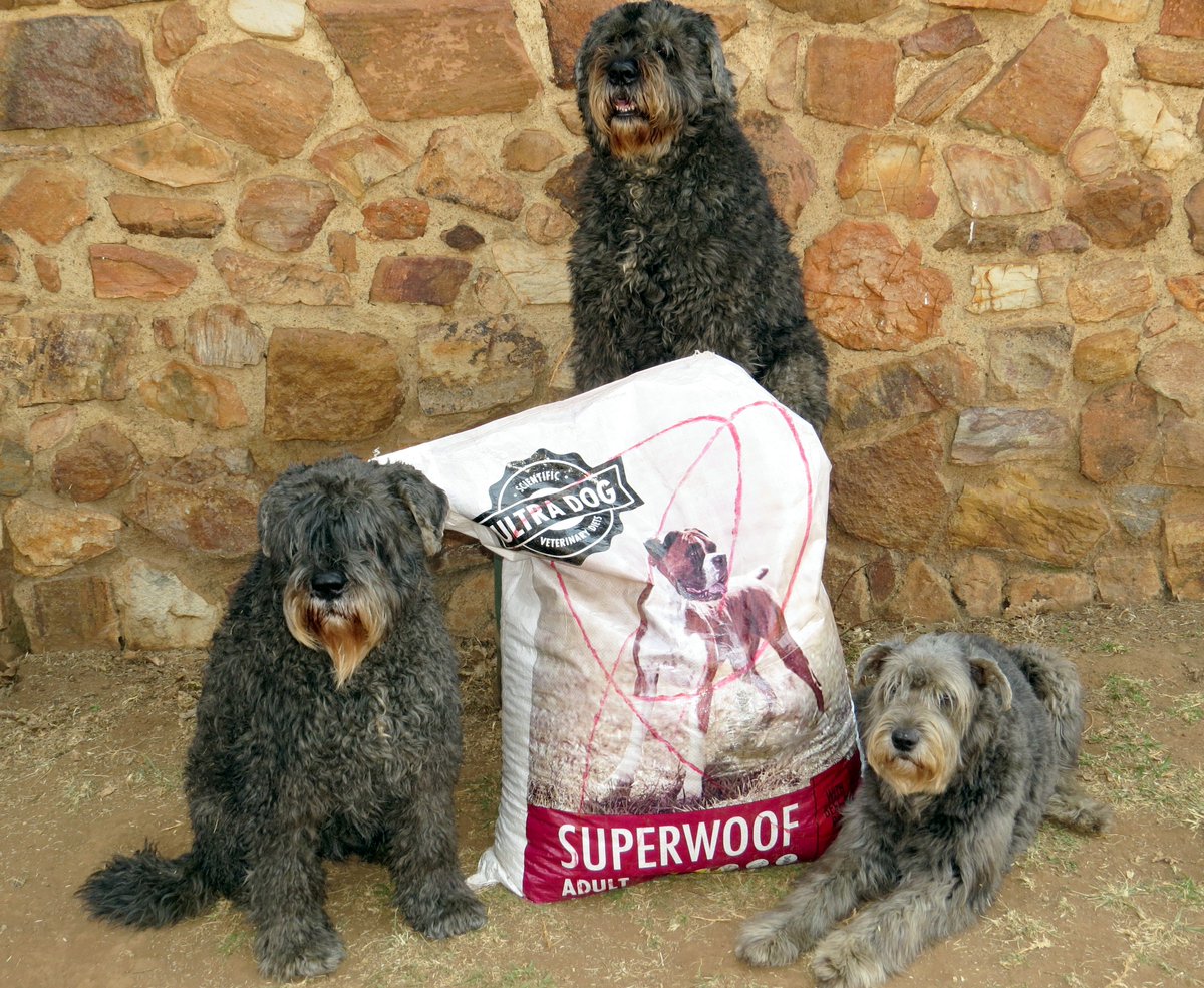 BouvierRescue1's tweet photo. Thank you @ultradogsa  for your donation of dog food for our rescue Bouviers in need. You Rock! https://t.co/d0tLtQ5bPH