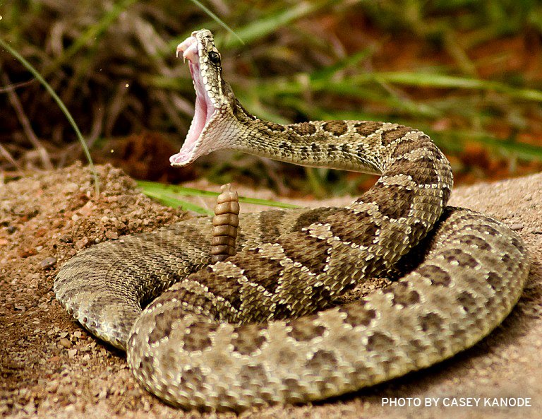 LeadToday's tweet photo. A rattlesnake's fangs fold inward when its mouth is closed so it doesn't bite itself. https://t.co/JMaaYr1P0O