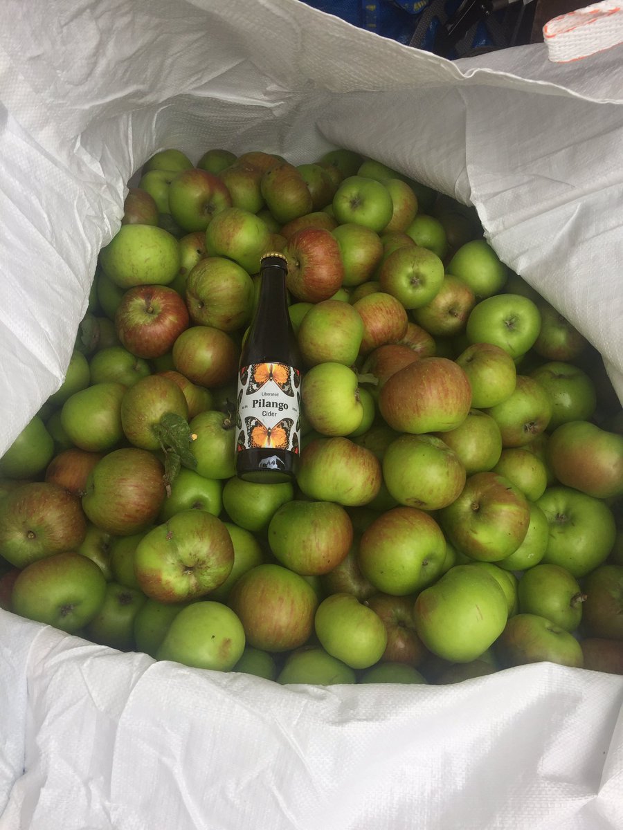 NDJ123's tweet photo. Apples from my tree + those nice chaps at Pilango = Cider #liberated @pilangocider https://t.co/KCZgeH4mri