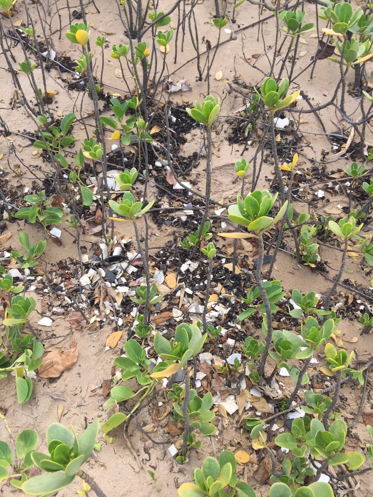 BiancaRungasamy's tweet photo. Do we understand the effects of polystyrene waste?? #CoastalCleanUp mangroves #CleanUpAndRecycle 
#MissEarth2017 @environmentza #CleanSeas https://t.co/YwxxpRTy4F