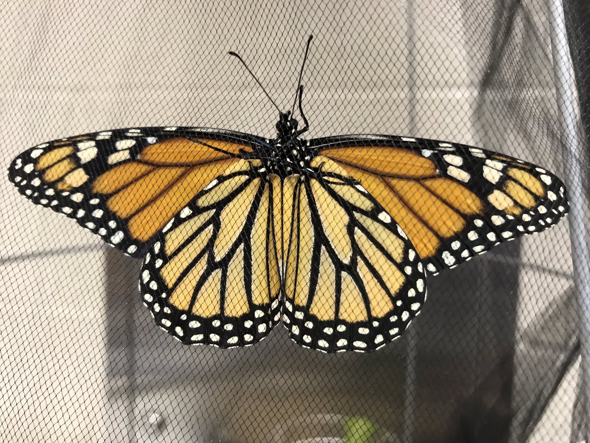 MAKirkendall23's tweet photo. 2nd grade students have been observing the monarch life cycle.  Yesterday we released our monarch to start its migration! @Sangster_ES https://t.co/AEHqGkioJx