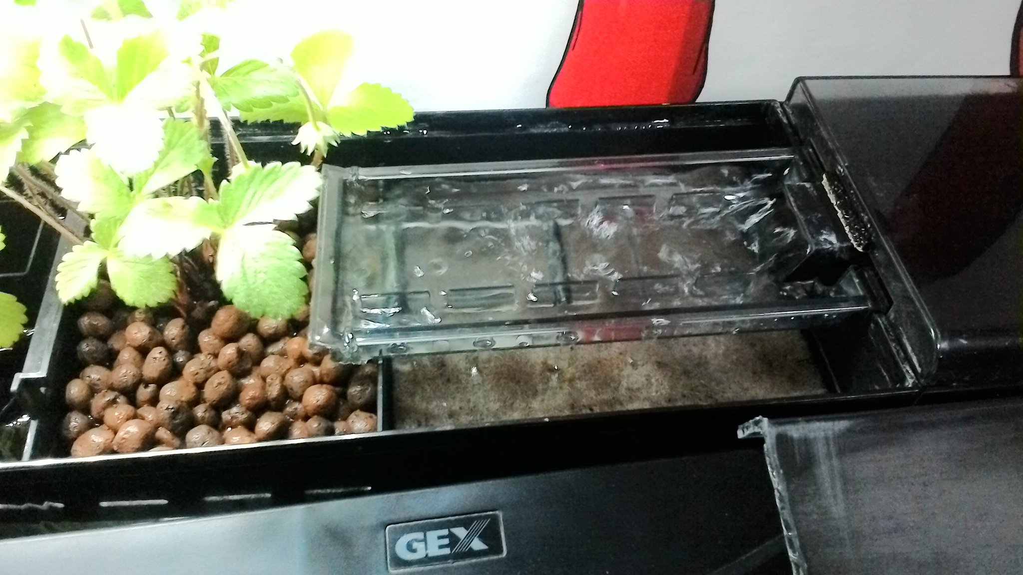 雇われ僧侶ぎゃらまる お魚飼ってる水槽の水で野イチゴの水耕栽培やってるんやけど こういうのをアクアポニックスっていうらしい イチゴの花バシバシ咲くし 実も大きくなってきてるということは うまくいってるってことでいいのかしら 上部フィルター