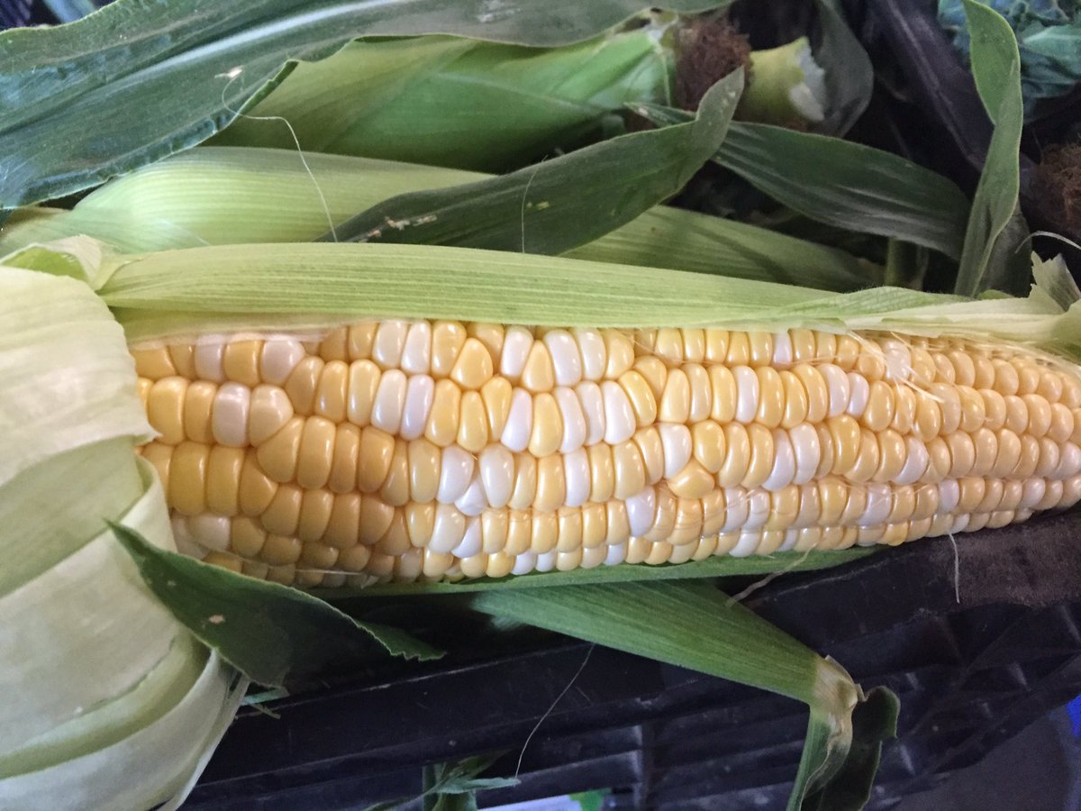 Keep the summer feels going! We still have sweet, delicious corn @WFFarmerMkt #loveONTfood #supportlocal