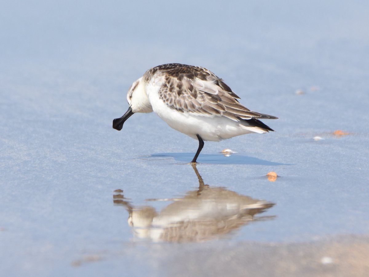 wildlifetwitch's tweet photo. The highlight of this month's birding was definitely this juvenile Spoon-billed Sanpiper - it was just fantastic! https://t.co/4k8tjhzWJi