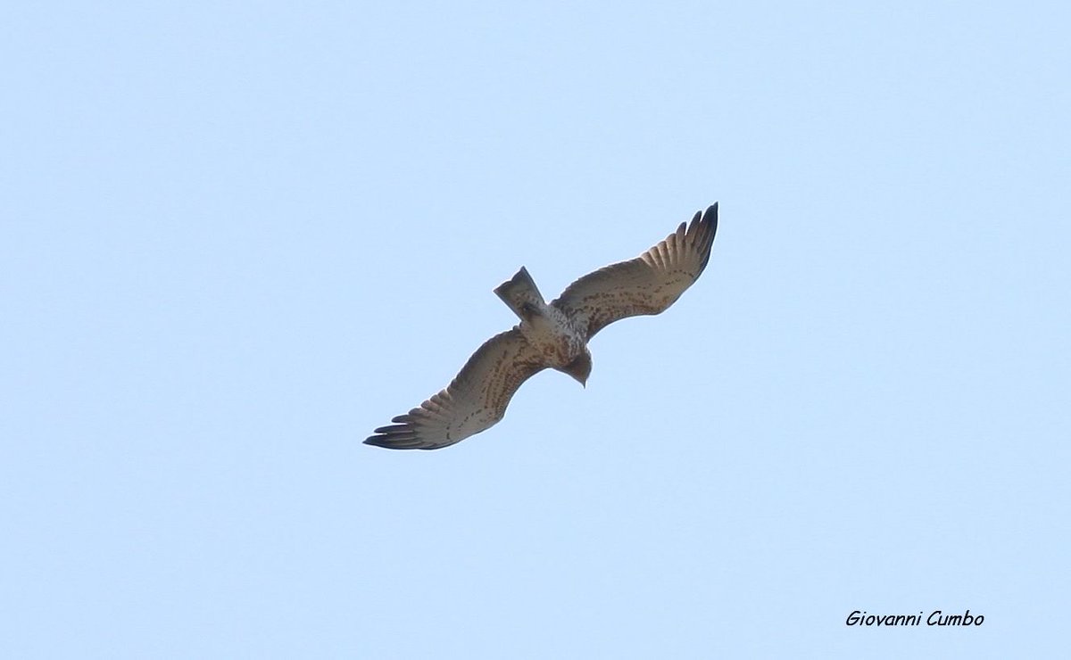 Juv short toed eagle observed today at the Strait of Messina #raptors #birdmigration straitobservatory.com