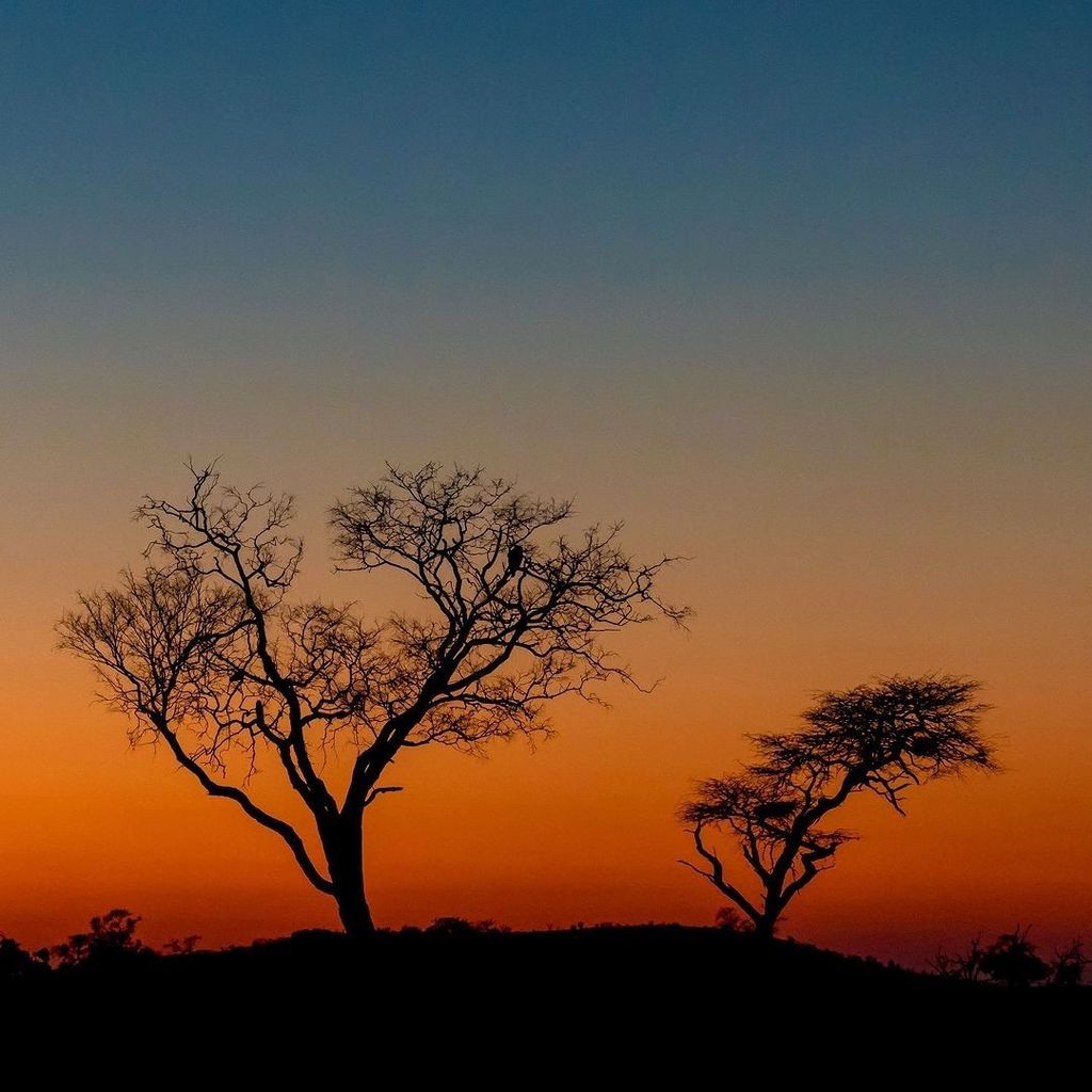 OlliLaasanen's tweet photo. Just before the #sunrise in #Savuti #Botswana. If you look carefully the center of the image you can see a #predat… https://t.co/g5vtphHwZF https://t.co/s9DCZNajX2