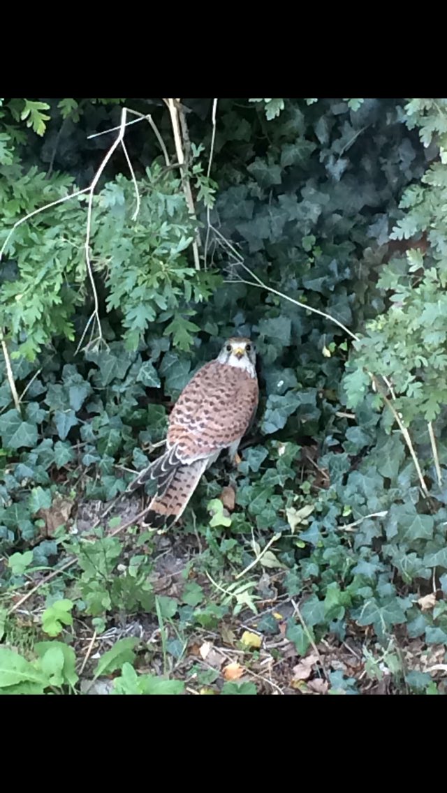 kayledowell's tweet photo. @davedowell2 female kestrel taken on my phone nr wingham https://t.co/J8QdFHyV1x