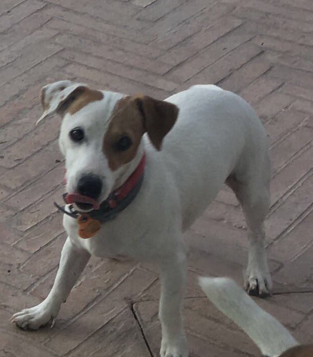 Se nos ha perdido Peca, si la encontráis por Triana por favor estamos en C/ Evangelista 30 bar Zero10 Gracias!