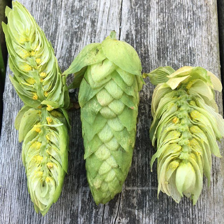 Wet-hop brewday with @1029brewing. Thanks to @dwg17 for these beauties! ift.tt/2h96z1R