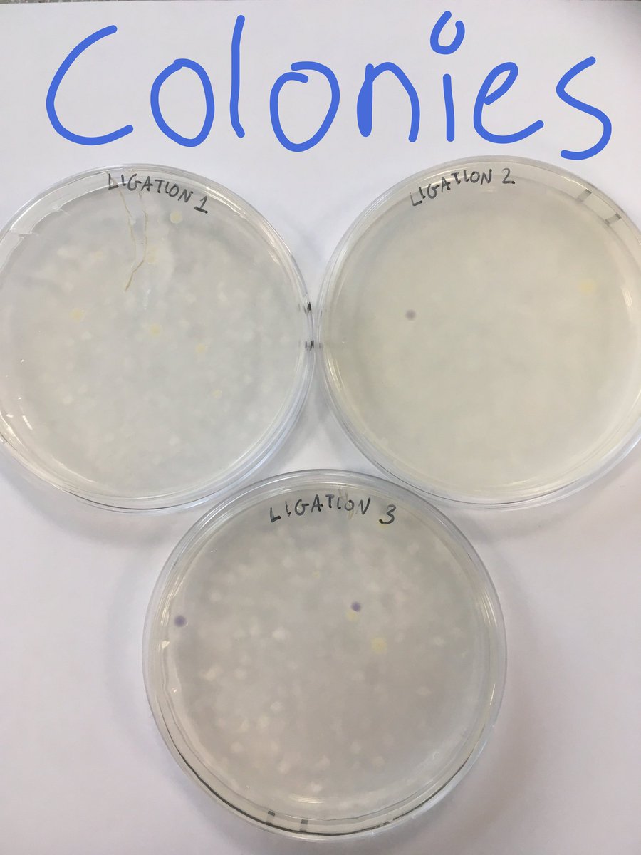 judd_iGEM's tweet photo. Another week of lab &amp; we already have results! Next, we need to increase iron concentrations to show visible differences &amp; test our plasmids https://t.co/VezoSeHI0n