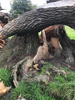 mvonlind's tweet photo. Oxygen shelter habitat home joy #ThankYouTree RIP https://t.co/qvh2m58BH1