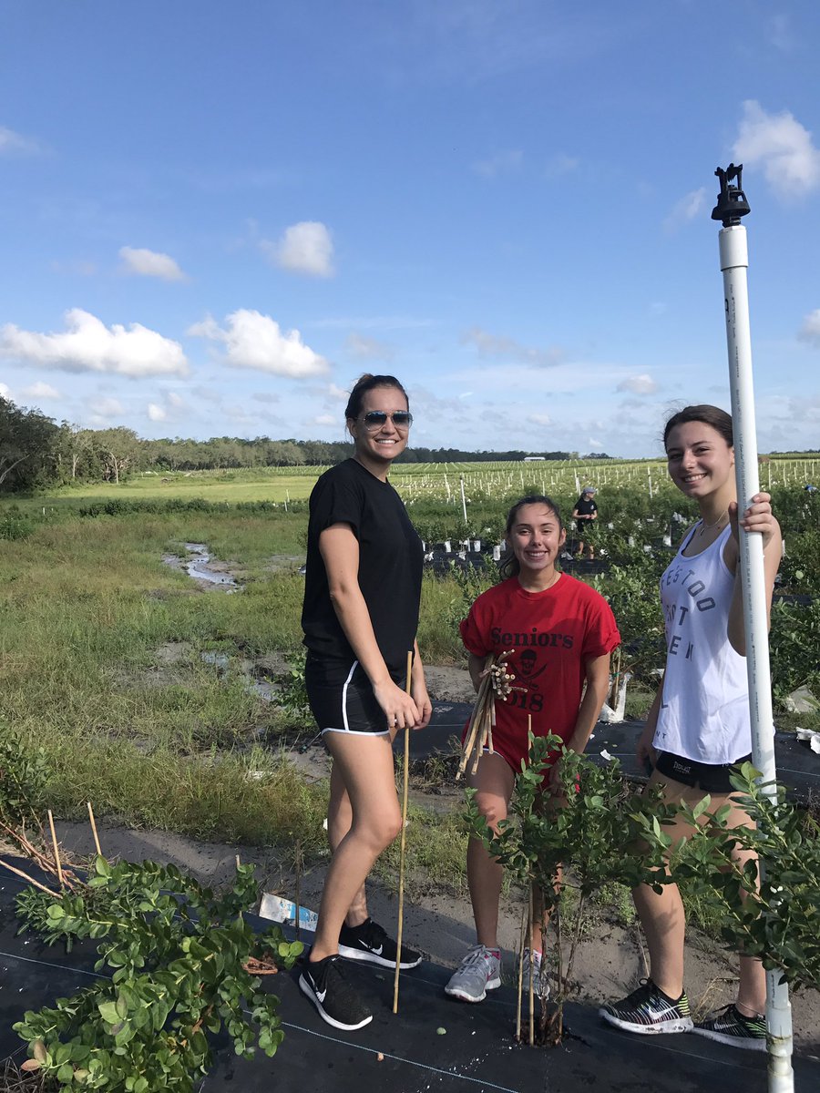 PHS_studentinfo's tweet photo. 50+ PHS student council &amp; science club members are helping a Dade City farmer replant their blueberry plants after Irma today. Go pirates!! https://t.co/dW7eYSXI0T
