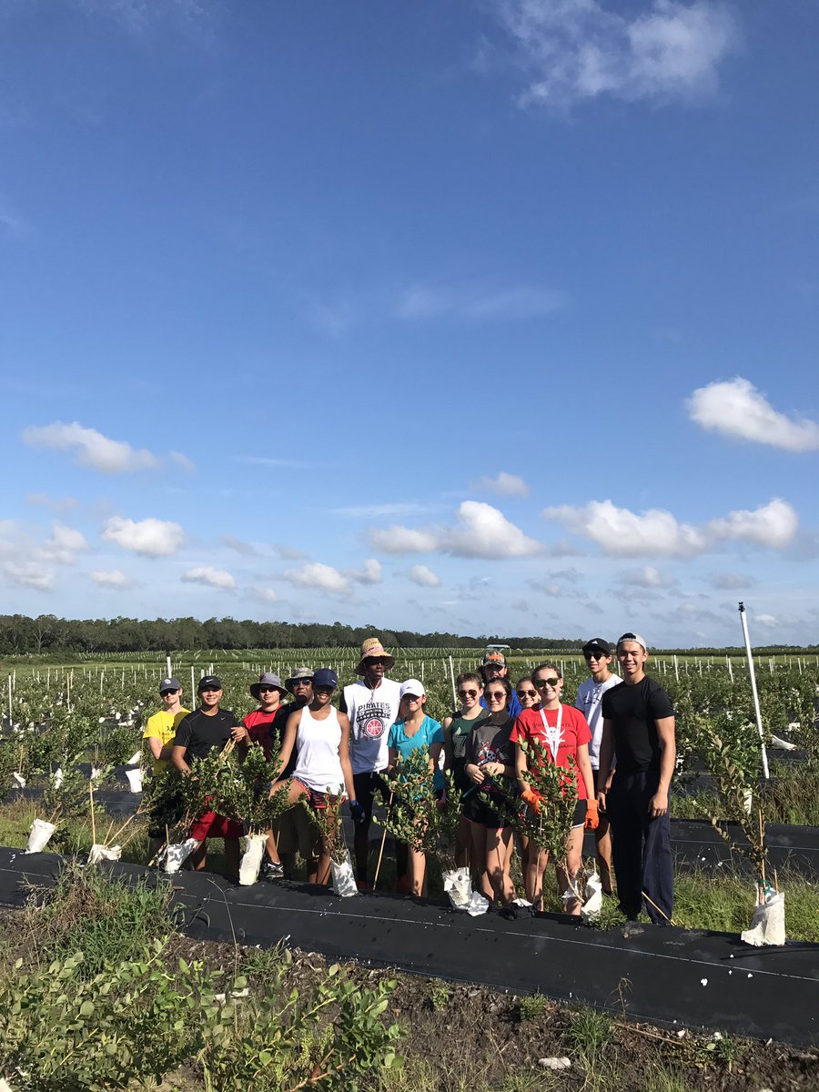 PHS_studentinfo's tweet photo. 50+ PHS student council &amp; science club members are helping a Dade City farmer replant their blueberry plants after Irma today. Go pirates!! https://t.co/dW7eYSXI0T