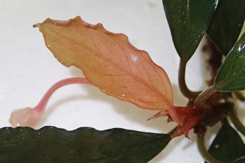 Bucephalandra sp. 