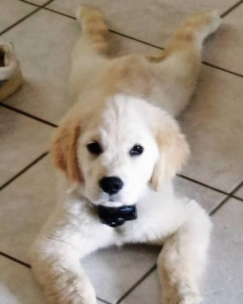 Murphy! ift.tt/2w0uBlV