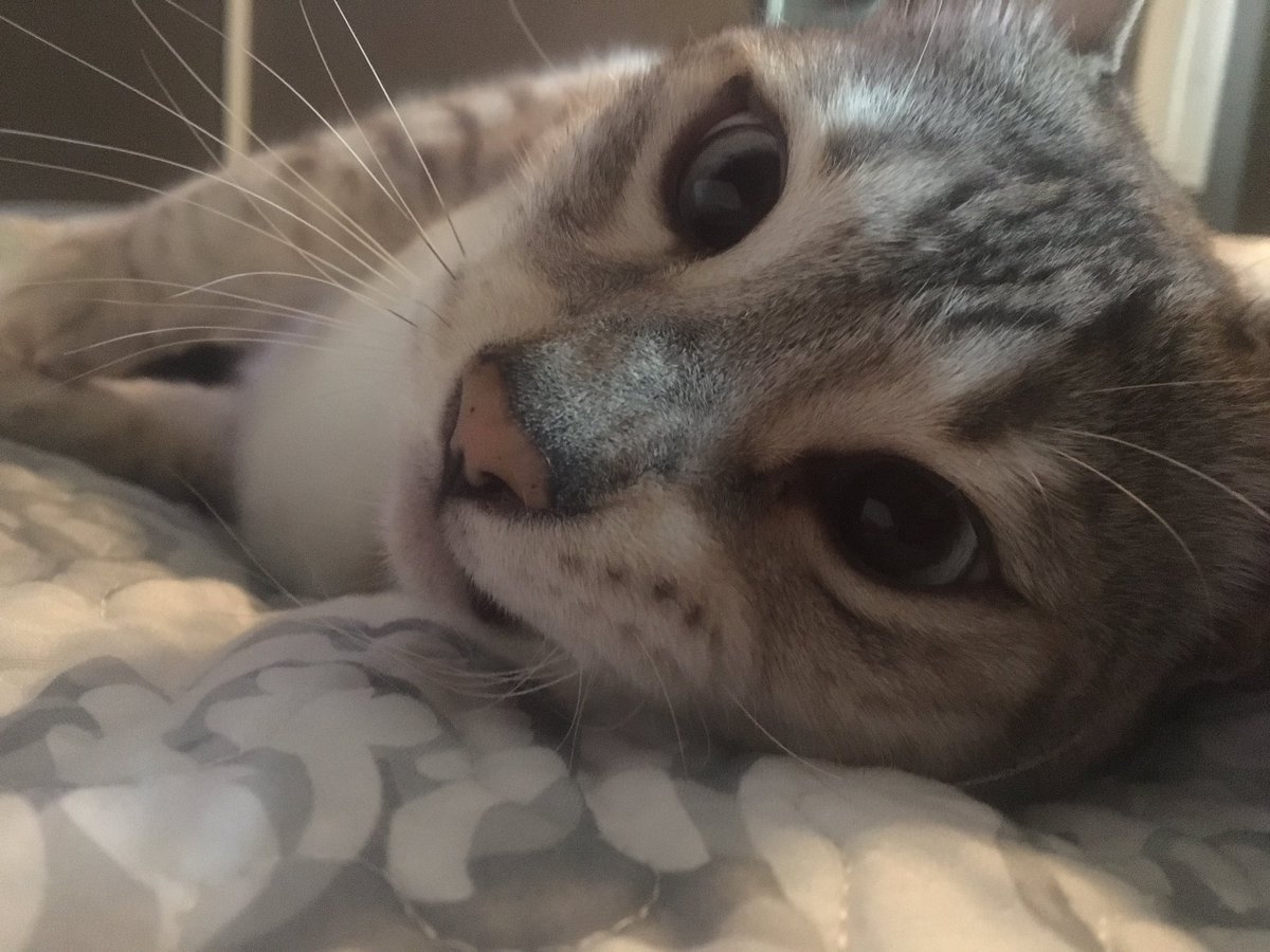 reddwingo's tweet image. 😼#bengalcat