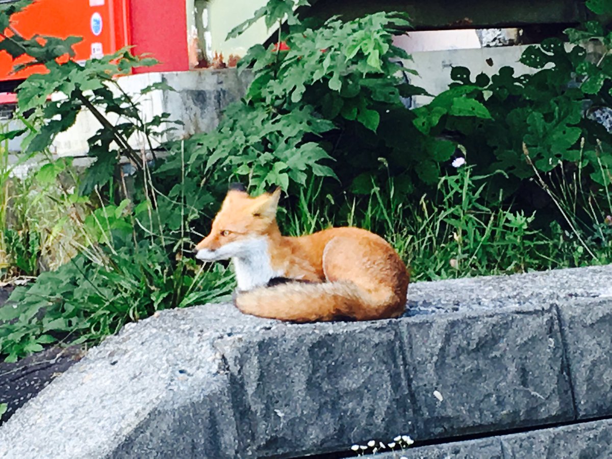 cchakiii's tweet photo. 生のキツネ🦊
大人しくてとても凛々しい。
キツネとかさすが北海道( ˙ᵕ˙ ) https://t.co/phkVaG4hz7