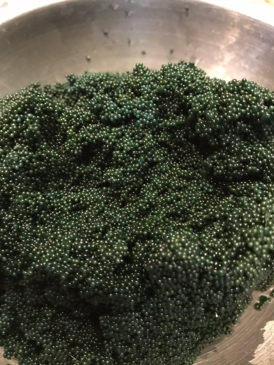 Black gold at FDK <a href="/FeraAtClaridges/">Fera at Claridge's</a> <a href="/mjstar88/">Matthew Starling</a>