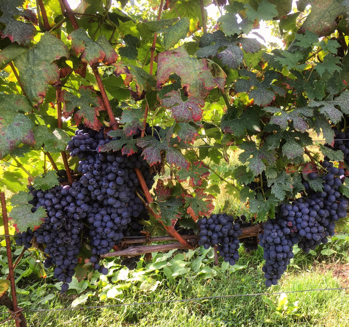 conti_paola's tweet photo. Grappolando #ensamble #vignamottogrande #harvest2017 #nebbiolo #bocadoc #grapes https://t.co/KN6vbwJ1iu