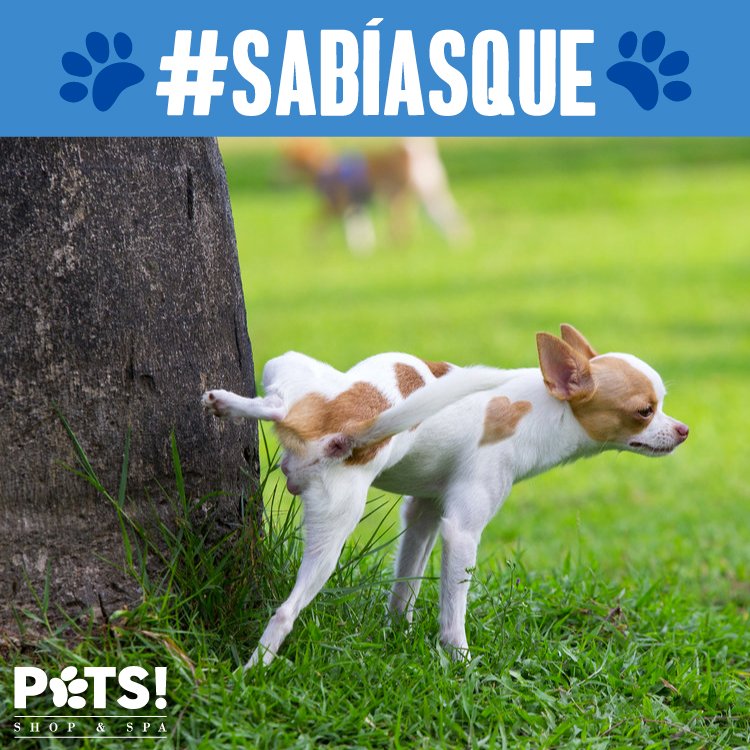 PetsShopandSpa's tweet photo. #SabíasQue Los perros machos cuando orinan levantan la pata muy alto para que los otros perros crean que el que orinó es más grande. https://t.co/dmItCLGmee