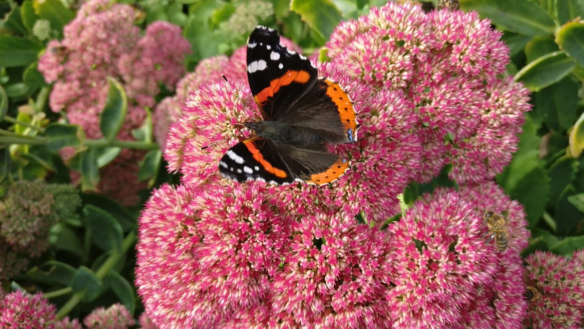 chriswarner72's tweet photo. @naturebotherer a couple of easy ones for you to identify... https://t.co/rhQudIcwJM