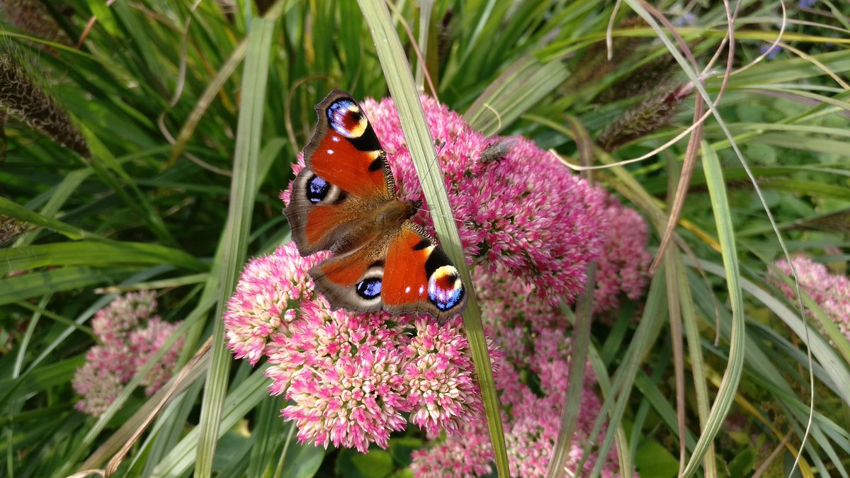 chriswarner72's tweet photo. @naturebotherer a couple of easy ones for you to identify... https://t.co/rhQudIcwJM