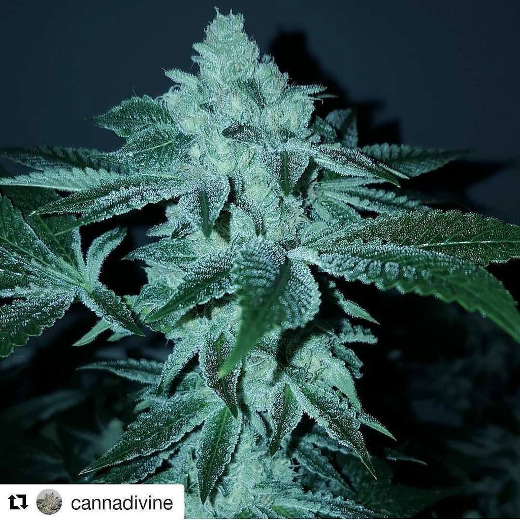 loompafarms's tweet photo. Mad props, nailed her!
#Repost @cannadivine
γ»γ»γ»
That #YetiOG like whoa... π #CannaDivine Powered by @heavy16officβ¦ https://t.co/T1VUWN8FU0 https://t.co/GMv10Vya2A