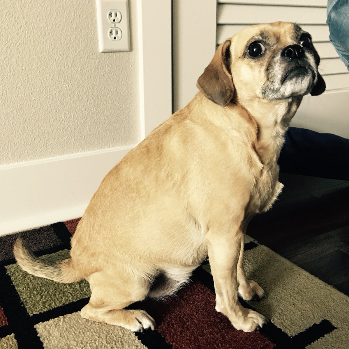 VetPronto's tweet photo. Pug? Beagle? Both! Maggie says that no two Puggles ever look exactly the same, but you'll always know one when you see one! https://t.co/XILOYjAuUX