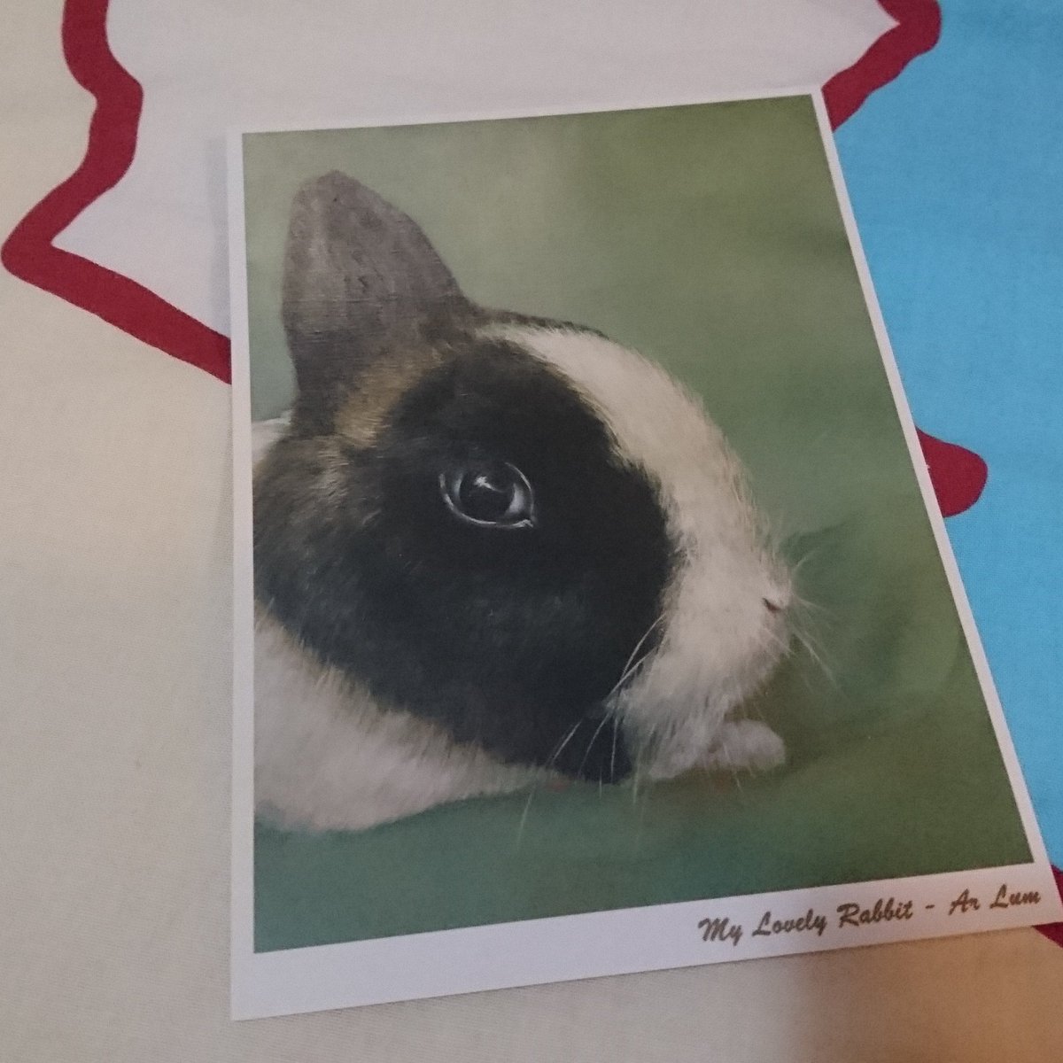 Ruby57856384's tweet image. Bunny