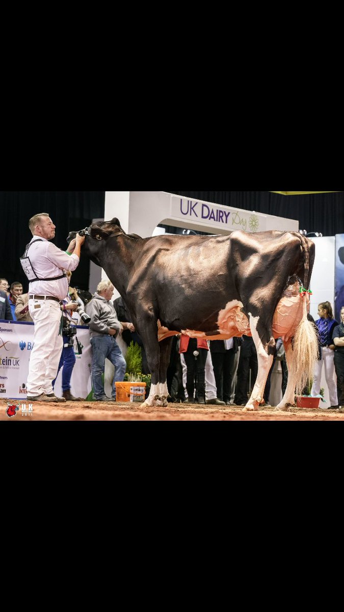 1st 4yr old best udder and reserve grand champion at #UKDairyDay not a bad days work !