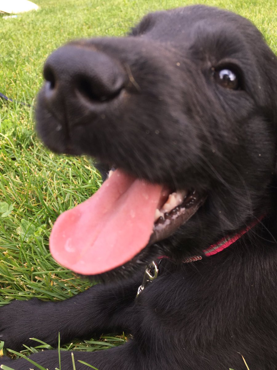 growxnq's tweet photo. meet abby!! nickname for #Abegweit the Mi'kmaq name for PEI & i love her ๐ https://t.co/EbYqDet7gG