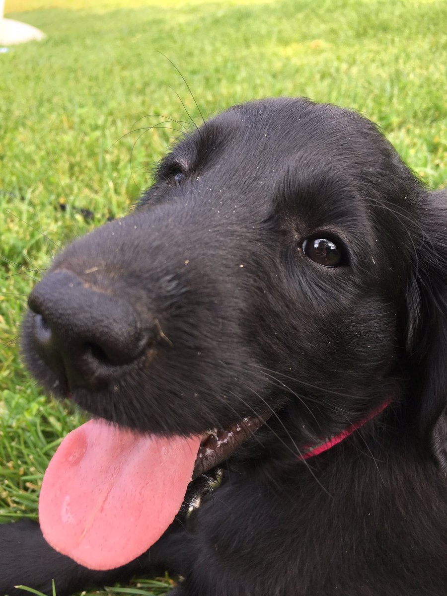 growxnq's tweet photo. meet abby!! nickname for #Abegweit the Mi'kmaq name for PEI & i love her ๐ https://t.co/EbYqDet7gG