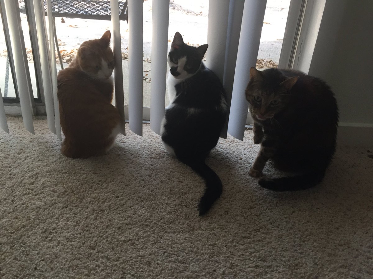 PTTCharleston's tweet photo. All three in the same picture--this almost never happens. #Caturday #cats https://t.co/T3J7o64ojz
