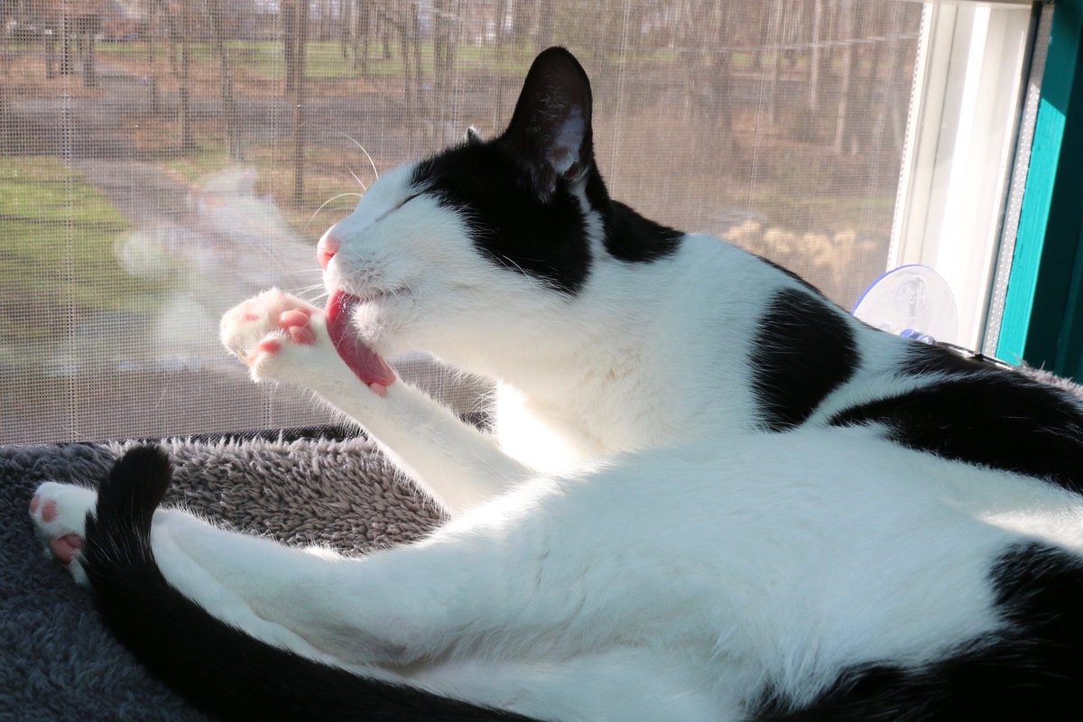 Mimicking Twitter: the place where your cat will be drawn Mimicking Twitter: the place where your cat will be drawn