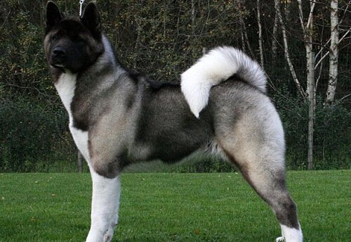 OsoFrontino2016's tweet photo. #mascotas Akita americano, un perro dominante de carácter noble https://t.co/y28aRoMyEp https://t.co/qEUMXfhkxv